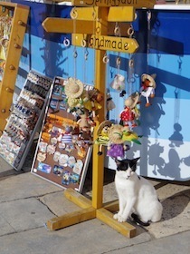 土産物屋の前にいる猫