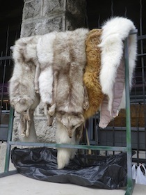 売られている毛皮