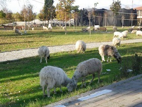 草を食べる羊たち