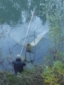 川で釣りをする人が魚を釣ったところ