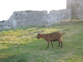 遺跡の中にいる羊