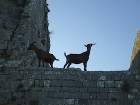 城壁の上にいる二頭の羊